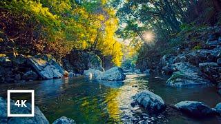 4K Gentle Mountain River at Golden Hour | Relaxing Birdsong | Nature Ambience for Sleep & Meditation