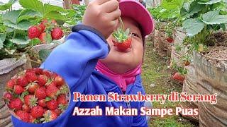 Panen Strawberry di Serang | Azzah Makan Sampe Puas | Rahman Azzah