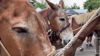 Mules, packers help Bob Marshall Wilderness Foundation maintain the land