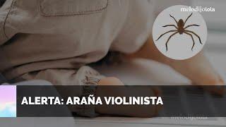 Protege a tus hijos de la araña violinista