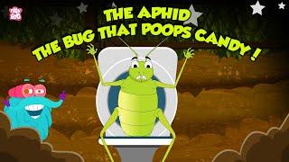 Aphid- The Bug That Poops Candy | Sap-Sucking Insects | Candy Pooping Bug | The Dr. Binocs Show