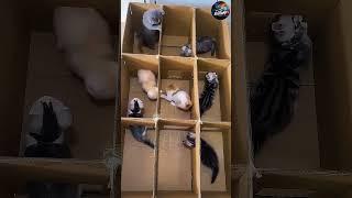 Cat's Amazing House #funny #comedy #shorts