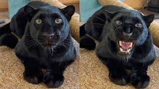 The reaction of the panther Luna to men and women
