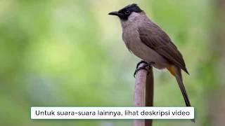 Suara Burung Kutilang Liar, Cangkurileung Waktu Pagi Asli dari Alam