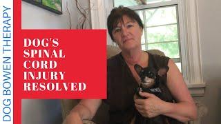 How to resolve a dog's spinal cord injury without surgery (quickly and effectively)