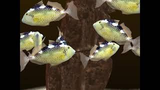 Fish Farm 3 Reef Aquarium Lv 211 Starry Triggerfish