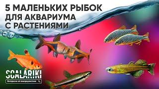 5 самых маленьких рыбок для аквариума с живыми растениями. Часть 1