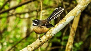 Fantail / Piwakawaka - Birds of Inland Kapiti, New Zealand