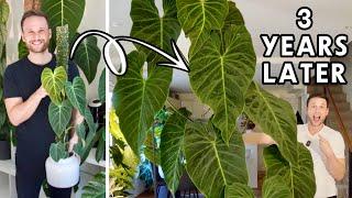 FROM A SMALL CUTTING TO A HUGE PLANT - Philodendron 'Splendid' - Chop & Extend