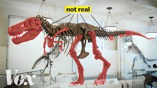 How scientists solved this dinosaur puzzle