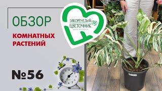 #56 Обзор комнатных растений | Москва, Иркутск и Шадринск -поставки растений "Закоренелый цветочник"