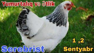 Yumurtalıq və Ətlik Serebrist Cücə Satışı 1 ,2 Sentyabr