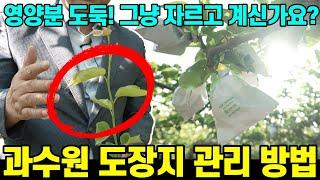 과수원 도장지 제거 방법 -배나무 편-ㅣ 하계전정 ㅣ도장지 ㅣ 과총엽 ㅣ 신초유인