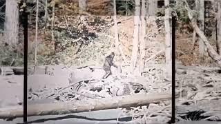 Stabilized footage of the BIGFOOT film from 1967