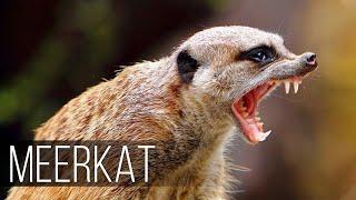 MEERKAT — Fearless and Aggressive relative of the Mongoose