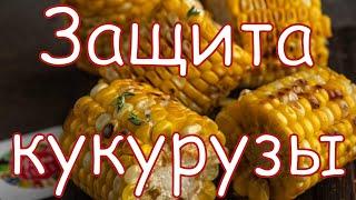 Защита кукурузы. Технология от Аллея Вкуса