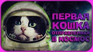 ПЕРВАЯ КОШКА В МИРЕ ОТПРАВЛЕННАЯ В КОСМОС: ИСТОРИЯ ФЕЛИСЕТТ #cosmos #космос #кот