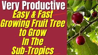 Easy and Fast Growing Fruit Tree For The SubTropics