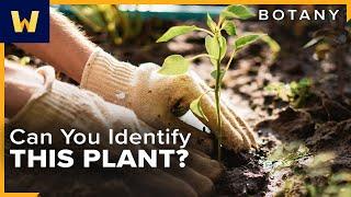 Botany Basics | How to Identify Different Plant Species Around You