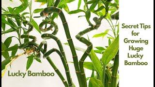 Secret to Growing Huge Lucky Bamboo in Water: Tips & Care Guide