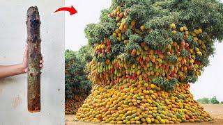 Unique Technique OF cutting mango branches and grafting with Aloe Vera to make it grow faster