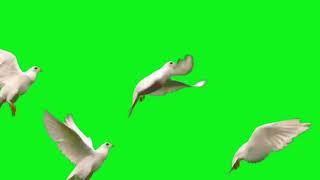 GREEN SCREEN Dove birds Flying effects HD No copyright | chroma key