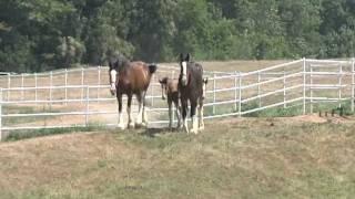 Anheuser-Busch Clydesdales at Warm Springs Ranch