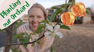 Planting 8 Fruit Trees in Clay Soil  - Oklahoma Garden