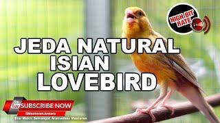  LIVE SABTU FULL ISIAN LOVEBIRD️KENARI GACOR JEDA NATURAL ️