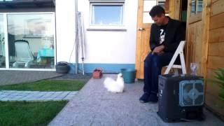 How to train your silkie chicken jump on your lap on command!