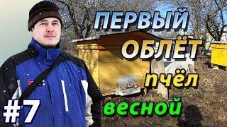 Первый облёт пчёл весной после зимовки. Важное событие в жизни пчеловода !