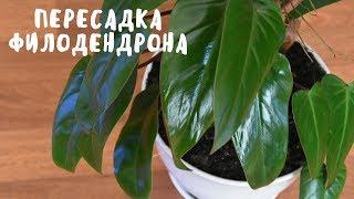 ПЕРЕСАДКА ФИЛОДЕНДРОНА. Мои цветы. Мой опыт.