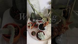 Watering days ️ #houseplants #plantcare