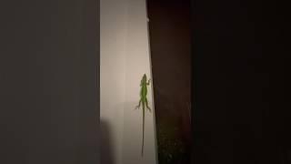 Chillin' with a Green Lizard on the Back Porch! #beautiful #nature