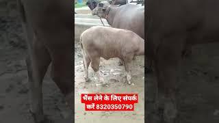 Buri Nili Ravi Buffalo, #buffalo #forsale #video #dairyfarming #shorts #viralvideo #tarding #top