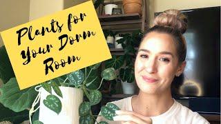 Plants for Dorm Rooms