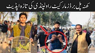 Sunday Birds Market Rawalpindi | Khanna Pull | Birds Market