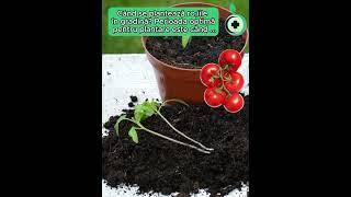 Când se plantează roșiile în gradină? Perioada optimă pentru plantare #tomate #plantaretomate