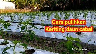 cara pulihkan keriting daun pada tanaman cabai