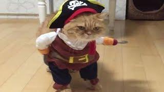 funny CATS in COSTUMEs compilation - Funny fails videos 2019