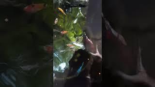 baby 2 yo Ahza Salwa Aziza feeding cupang multicolor betta fish on early morning 16 February 2022