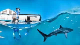 Volunteer with Sharks | The Great Projects