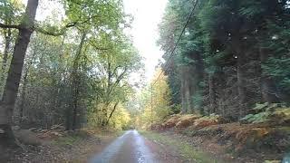 La forêt de Brotonne à Aizier ( Eure ) (1)