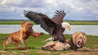 King Lion Vs King Eagle In A Big Fights- Who Is The Best ?