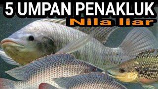 5 UMPAN TERBAIK Mancing ikan nila !! Umpan ikan nila liar paling bagus..