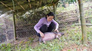 Surprising and interesting discoveries about my pig | the rules of life of pigs | Ly Tieu Tuyet