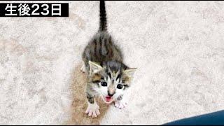 一緒に居て！と訴えてくる生後２３日目の子猫が可愛すぎた【保護猫】