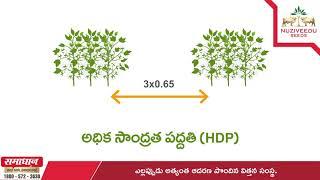 High Density Planting (HDP) Technique in Cotton | | Telugu | | Benefits of HDPS