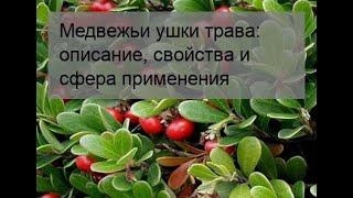 Медвежьи ушки трава: описание, свойства и сфера применения