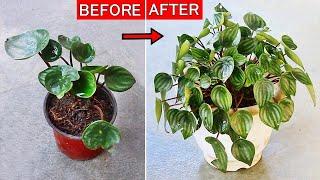 Watermelon Peperomia CARE 101 - BEST Soil Mix, Fertilizers, Light & Water Requirements